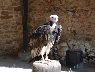 Volerie Des Aigles Beau Spectacle à Kintzheim 67 Alsace